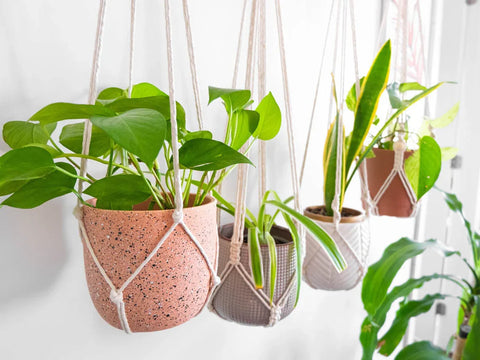 Macrame Plant Hanger For wall hanging Home Decor