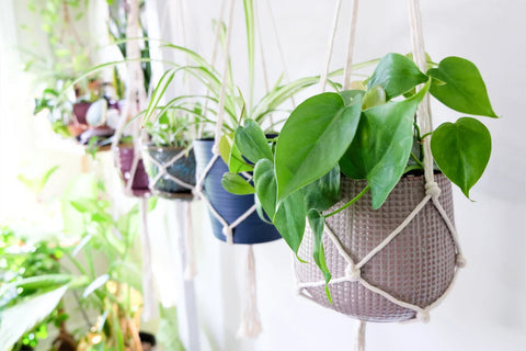 Indoor Macrame Plant Hanger For Wall Decor